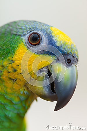 Amazon green parrot portret close up Stock Photo