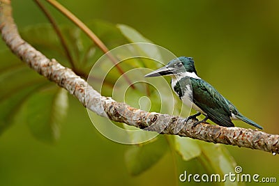 Amazon Kingfisher, Chloroceryle amazona. Green and white kingfisher bird sitting on the branch. Kingfisher in the nature habitat i Stock Photo