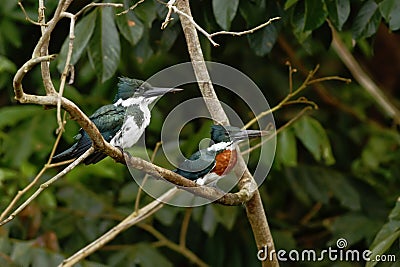 Amazon Kingfisher - Chloroceryle amazona, male and female, sitting on branch in its natural enviroment next to river, green leaves Stock Photo
