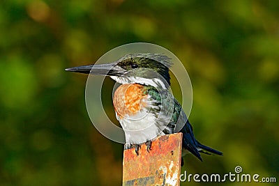 Amazon Kingfisher, Chloroceryle amazona, portrait of green and orange nice bird in Costa Rica. Kingfisher from tropic forest. Port Stock Photo