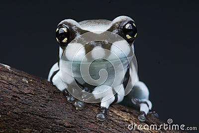 Amazon milk frog Stock Photo