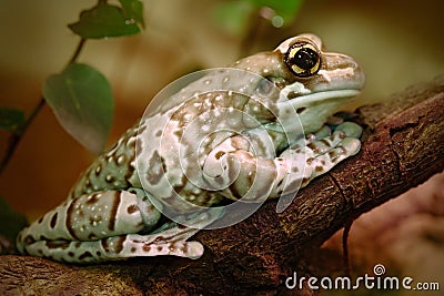 Amazon Milk Frog, Phrynohyas resinifictrix, in the nature habitat, sitting on the tree branch, Amazonia, Brazil Stock Photo