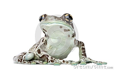 Amazon Milk Frog, Trachycephalus resinifictrix Stock Photo