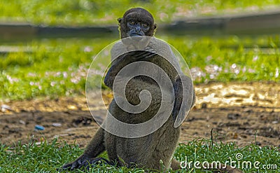 Amazon monkey posing for the photo Stock Photo
