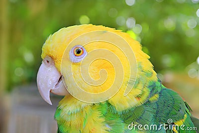 Amazon Parrot Yellow headed Oratrix Stock Photo