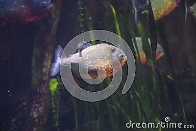 Amazon piranha predator Stock Photo