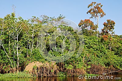 Amazon rainforest: Landscape along the shore of Amazon River near Manaus, Brazil South America Stock Photo