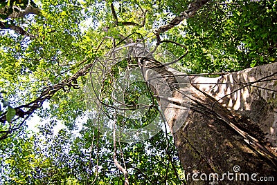 Amazon rainforest: Nature and plants along the shore of Amazon River near Manaus, Brazil South America Stock Photo