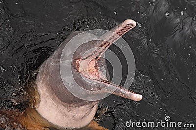 Amazon river dolphin Stock Photo