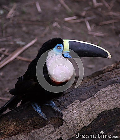 Amazon toucan bird sits on tree log Stock Photo