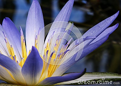 Amazon Waterlily Stock Photo