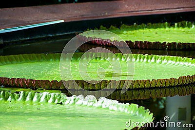 Amazon Waterlily Stock Photo