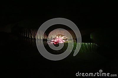 Amazon waterlily (Victoria cruziana) in a dark pond lit by a spotlight. Stock Photo