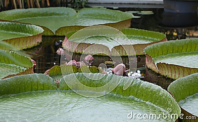 Amazon waterlily (Victoria cruziana) flower buds in a pond. Surrounded by leafs. Stock Photo