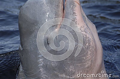 AMAZONIAN DOLPHIN (boto) Stock Photo