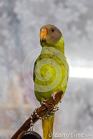 Amazonian parrot drawing. Quaker Parrot Stock Photo