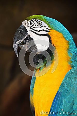 Amazonian Parrot Head Stock Photo