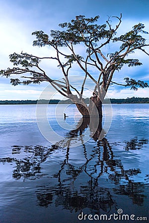 Amazonian rainforest, Cuyabeno in Ecuador Stock Photo