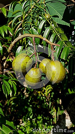 Ambarella fruit alias Spondias Dulcis on a tree branch Stock Photo