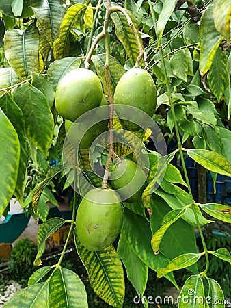 ambarella fruit on the tree Stock Photo