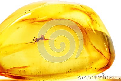 Amber with encapsulated insect isolated on white Stock Photo