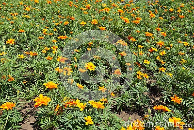 Amber orange flower heads of Tagetes patula Stock Photo