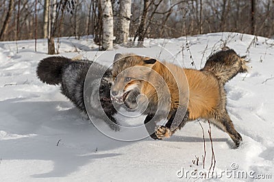 Amber Phase Red Fox Vulpes vulpes Runs With Silver Fox Stock Photo