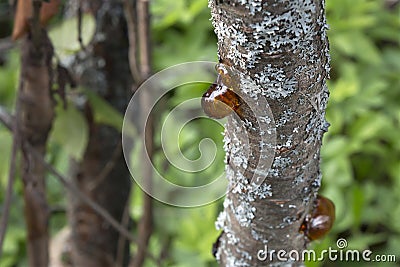 Amber resin drop, amber pitch on plum tree with grey moss. Stock Photo