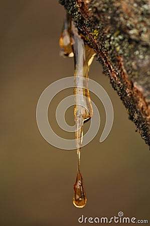 Amber resin from a tree branch Stock Photo