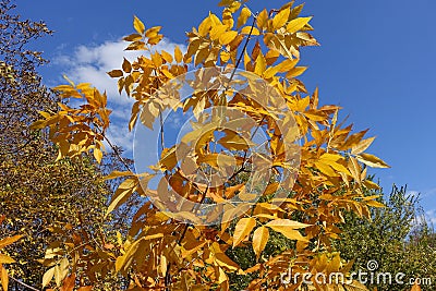 Amber yellow autumnal foliage of Fraxinus pennsylvanica against blue sky Stock Photo