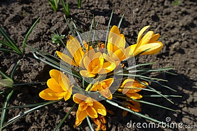 Amber yellow flowers of crocuses in March Stock Photo