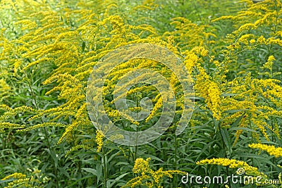 Amber yellow flowers of Solidago canadensis Stock Photo