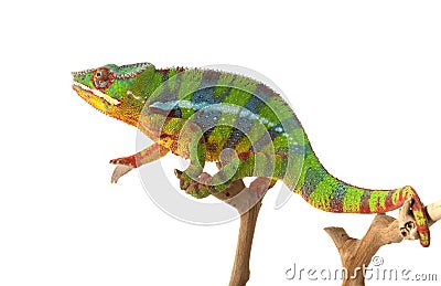 Ambilobe Panther Chameleon Stock Photo