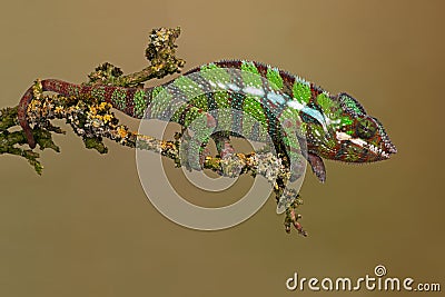 Ambilobe Panther Chameleon, Furcifer pardalis Stock Photo