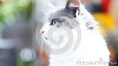 Ambitious Thinking Cat Stock Photo