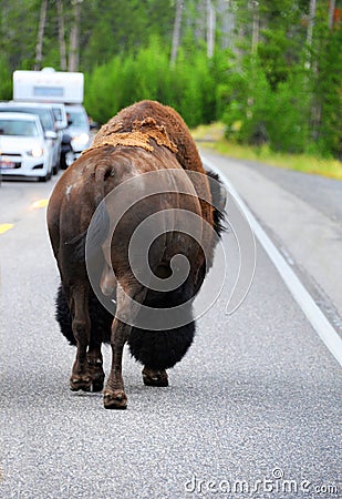 Ambling Down Yellowstone Road Stock Photo