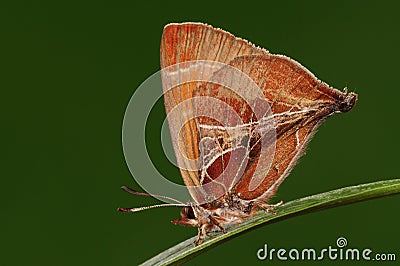 Amblopala avidiena/butterfly Stock Photo