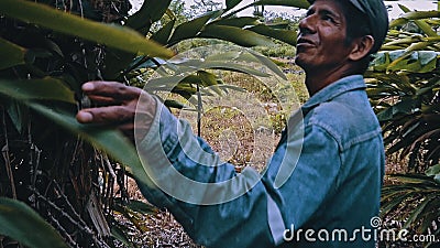 local bolivian farmer looking around his garden inspecting trees Editorial Stock Photo