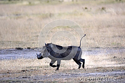 The desert warthog Phacochoerus aethiopicus Stock Photo