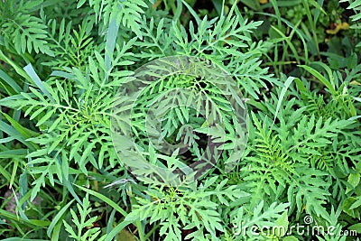 Ambrosia (Ambrosia artemisiifolia) grows in nature Stock Photo
