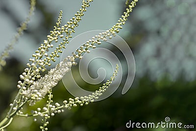 Ambrosia artemisiifolia - One of the most alergic plants. Stock Photo