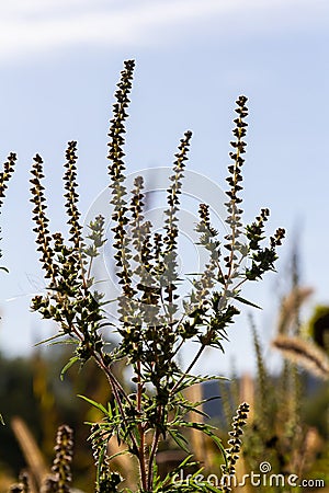 Ambrosia trifida, the giant ragweed, is a species of flowering plant in the family Asteraceae Stock Photo