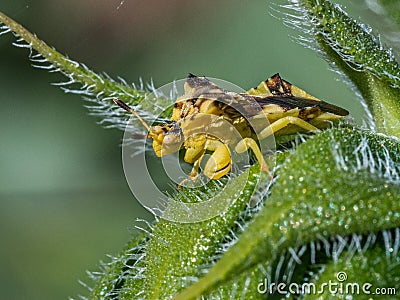 Ambush Bug Stock Photo