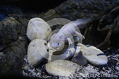 Ambystoma mexicanum, also called Axolotl, swimming over the stones in the water Stock Photo