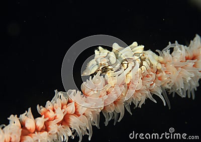 Amed whip coral shirmp Stock Photo