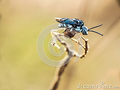 Amegilla is a large genus of bees in the Anthophorini tribe. Stock Photo