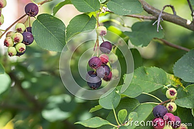 Amelanchier alnifolia the saskatoon pacific serviceberry ripening fruits, green and purple serviceberries on alder-leaf shadbush Stock Photo