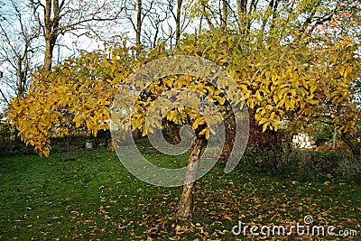 Amelanchier Stock Photo