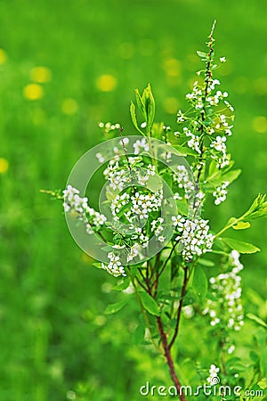 Amelanchier Stock Photo