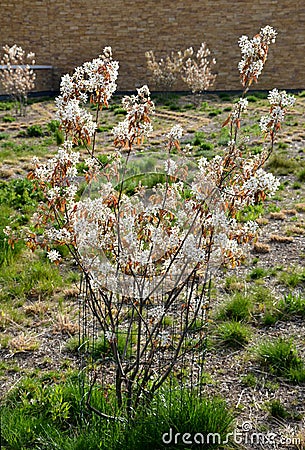 Amelanchier lamarckii Toadstool It is a deciduous, larger shrub or low tree. In spring it is decorated with small, fragrant, star- Stock Photo